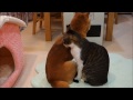 ヒーター前で寄りそって暖まる柴犬と猫　Shiba Inu and Cat