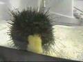 Sea Urchin Eating A Cookie