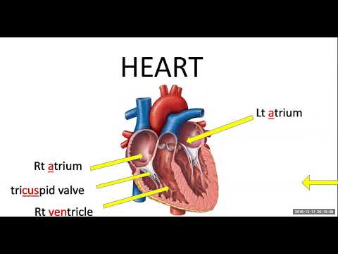 Tiếng Anh Y Khoa từ số 0: kỳ 8: Tim