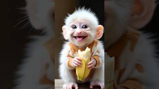 Monyet Minta Es Batu