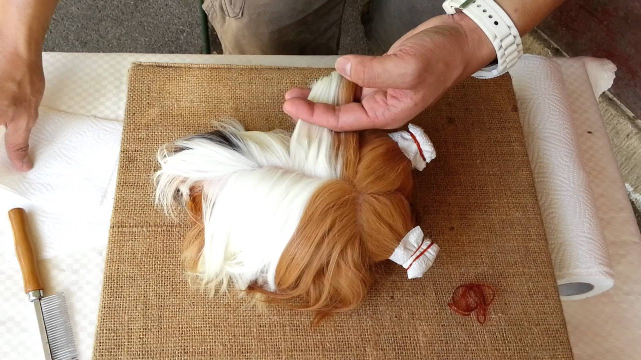 Wrapping Tutorials (Guinea Pig/Cavy) YouTube