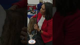 Whos Ready To Cheer The American Staffordshire Terrier During Todays 21St Annual National Dog Show