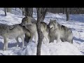 Wolf Call Video preview