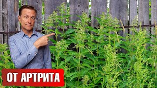 Лучший сорняк при артрите, подагре, остеоартрите. Снимет боль👍