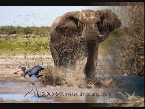 honey badger vs snake. Wild encounter - Animals vs