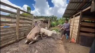 Donkey at Farm House || Farm Animals || Animal mating