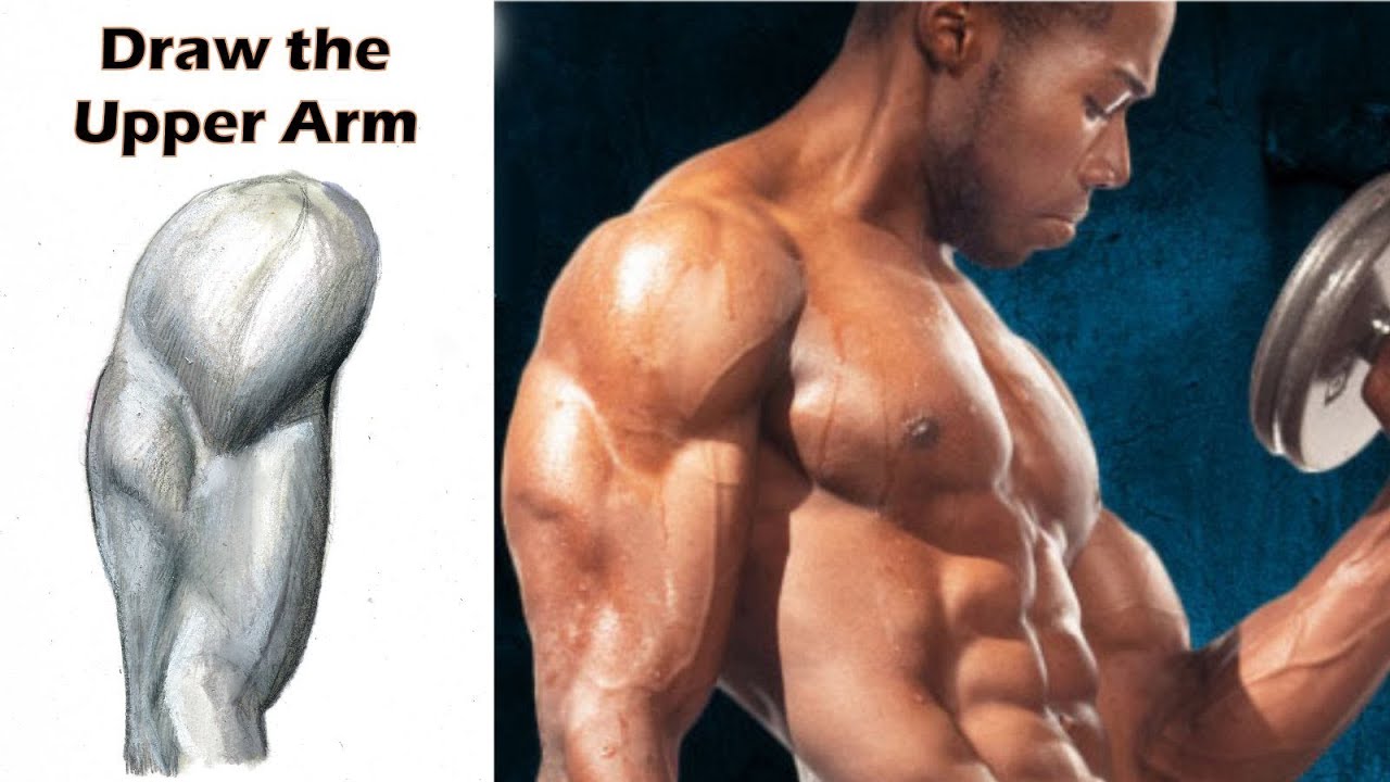How to Draw the Upper Arm (Biceps Triceps Deltoids) Step by Step - YouTube