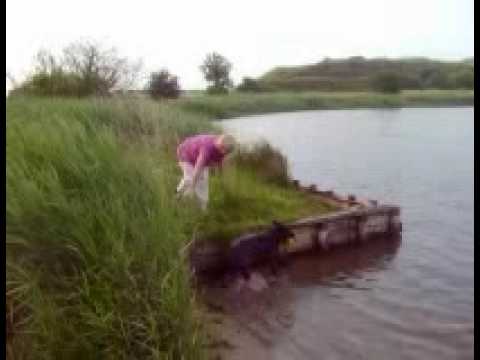 Falling in lake teaching dog to dive