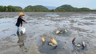 Lucky Day - I Found Many Huge Mud Crabs In Muddy After Water Low