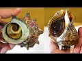 무심코 먹으면 혼쭐! 골뱅이 소라, 이건 절대 드시면 안돼요.(Be careful of snail or conch toxicity)