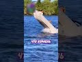 🥴 Доверил лодку жене и едва не поплатился! | Новостничок
