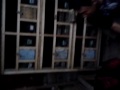image Merpati Kolongan Juara Berkelas Muslim Bird Farm