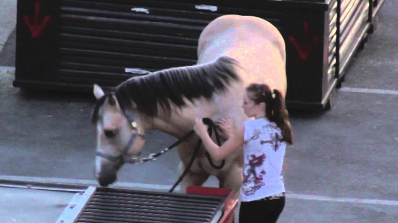 Ringling Brothers Circus Cruelty - Circus Performer Punches Horse in