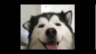 Funny Cats and Dogs Compilation 2019