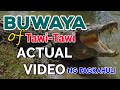 BUWAYA OF TAWI-TAWI || ACTUAL VIDEO NG PAGKAHULI