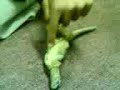 مداعبة الحيوانات
