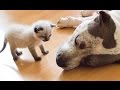 Best Of Dogs Meeting Kittens For The First Time Compilation 2015