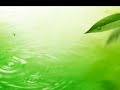 SONIDOS DE LA NATURALEZA -RELAX-
