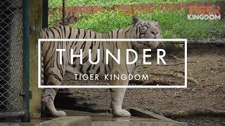 Awesome White Tiger Hunting Power!