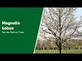 Magnolia kobus - Van den Berk on Trees