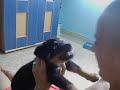 Rocco, my rottie!