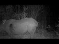 World-first: A genet rides a black rhino