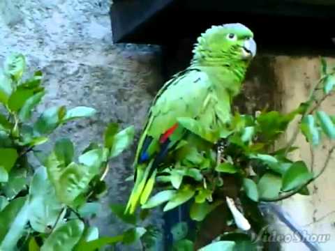 Header of Amazona farinosa virenticeps