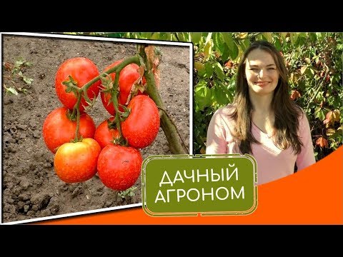 Выращивание помидоров – посадка и уход (Пермский край)