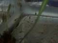 Siamese Fighting Fish - Behaviour Siamese Fighting Fish - Behaviour