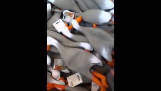Duck Army Duck Army