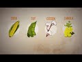 Effects Of Gmo Effects Of Gmo