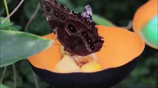 Butterfly Exhibit: Pacific Science Center Seattle, WA 2018