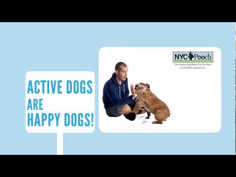 NYC Dog Walkers, NYC POOCH Service Promo