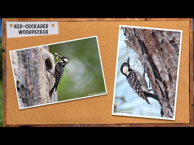 Watch Field Notes: Red-cockaded Woodpecker on YouTube.