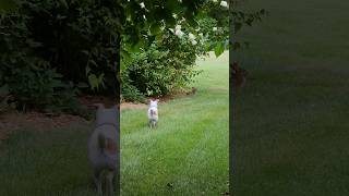 Run Rabbit Run A Jack Russell Is Hunting You