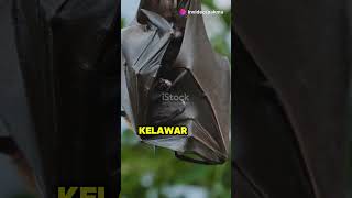 Kelawar Darah Vs Kelawar Buah