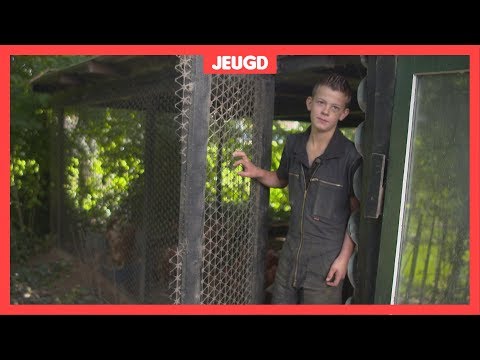 Finn (11) verkoopt veel eieren van zijn eigen kippen | nos Finn (11) verkoopt veel eieren van zijn eigen kippen | nos