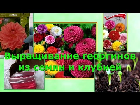 Выращивание георгинов из семян 610