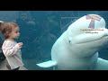 FORGET STRESS and LAUGH HARD! The FUNNIEST ANIMAL VIDEOS!