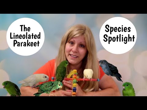 Lineolated Parakeet as Pets | Living with Linnies | Species Spotlight