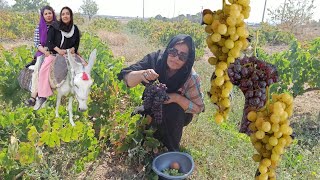 Nomadic Lifestyle Of Iran Donkey Riding By A Girlsg Harvest