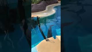 Dolphin Show Part. 2
