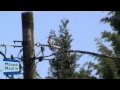 ΤΣΑΛΑΠΕΤΕΙΝΟΣ ΣΤΗ ΜΟΥΡΙΑ