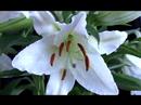 Fleur-de-lily (Time lapse) - July Flowers ecards - Events Greeting Cards