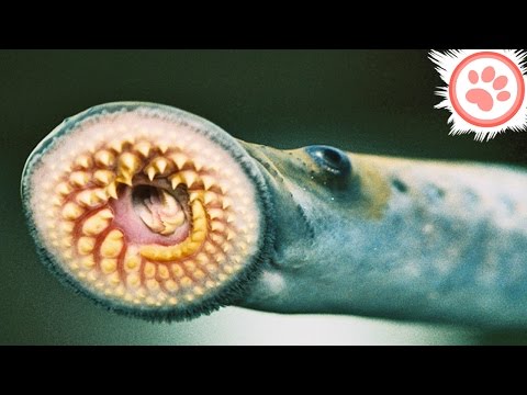 15 Horrifying Animals That Should Not Exist