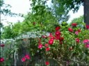 Relaxation video, nature paradise, spring flowers soft music
