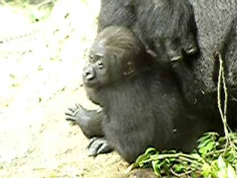 上野動物園のニシローランドゴリラの親子、モモコとコモモ-029