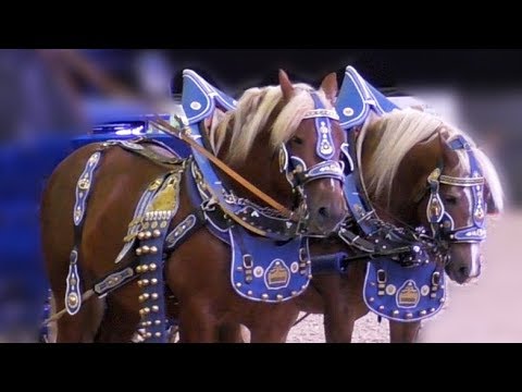 Video донская и буденновская порода золотая лошадь золото ро.