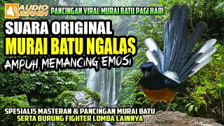 SUARA ORIGINAL MURAI BATU NGALAS || MURAI BATU SUARA HUTAN || shama bird origina