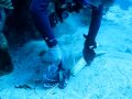 LIONFISH SAFARI